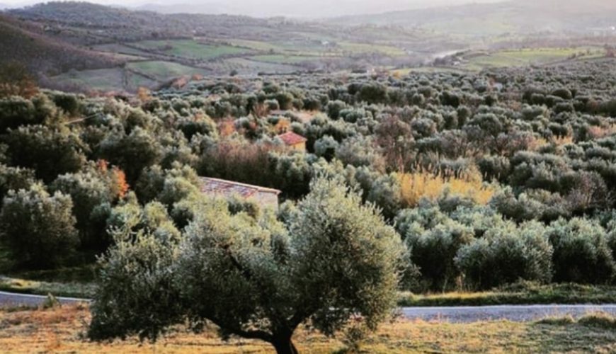 Olivone of Fibbianello